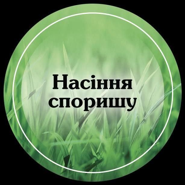 Семена Спорыш (горец птичий) 1кг, урожай 2025 альтернатива вечно зеленого газона | Спориш семена для газона 429 фото